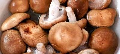 Ciuperci gatite taraneste